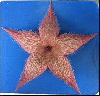 Stapelia 2 du jardin